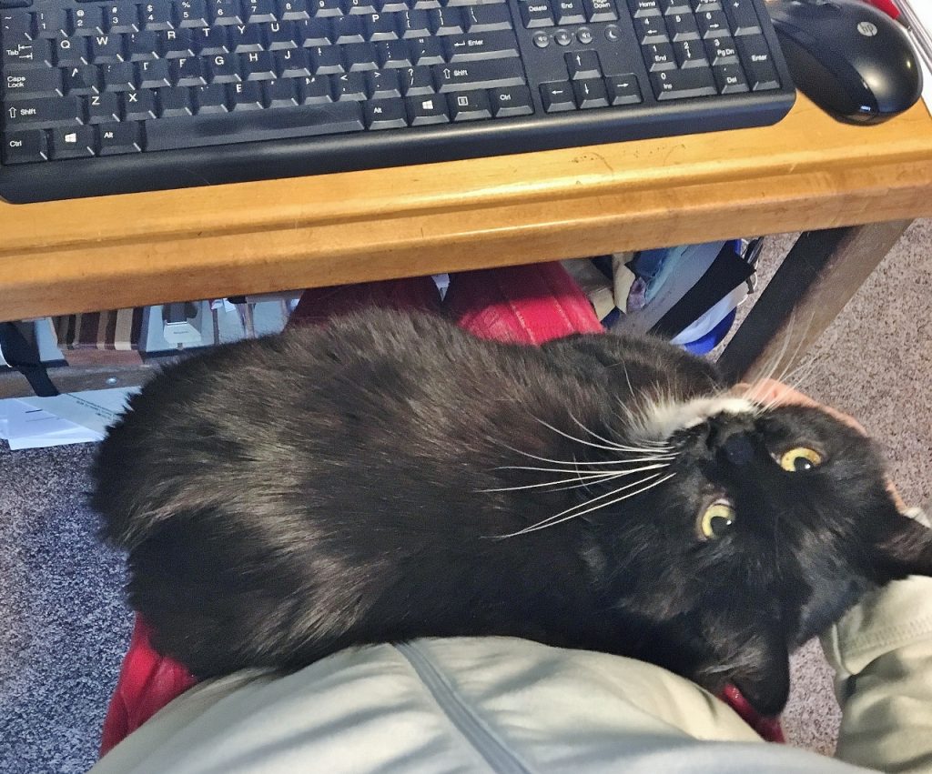 Cat on a lap