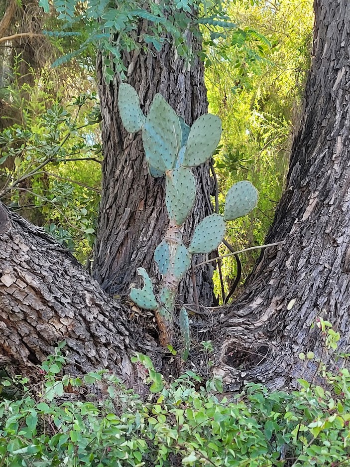 Cactus growing out of a tree