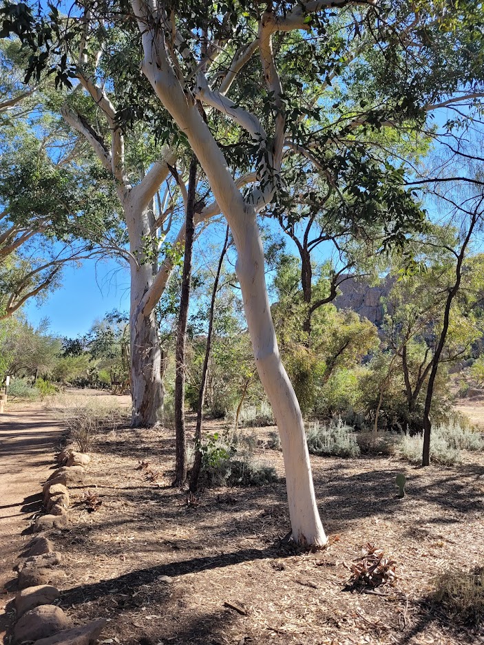 Eucalyptus trees in Arizona